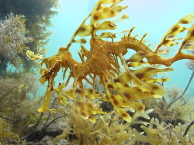 Yapraklı seadragon, Avustralya