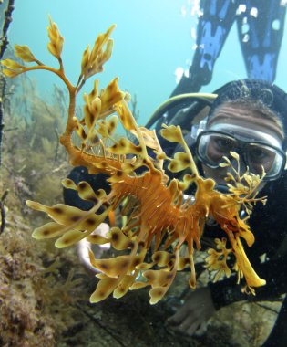 Yapraklı seadragon, Avustralya