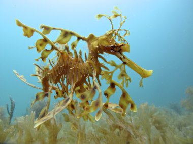 Yapraklı seadragon, Avustralya