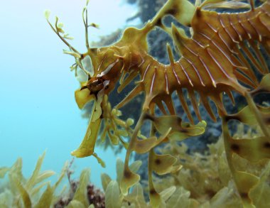 Yapraklı seadragon, Avustralya