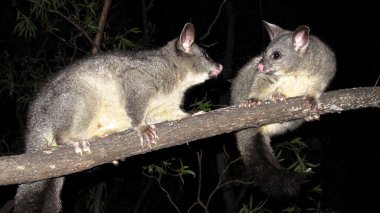 taşra road, Avustralya