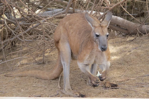 Lusta kenguru ül a vadonban, Ausztrália — Stock Fotó