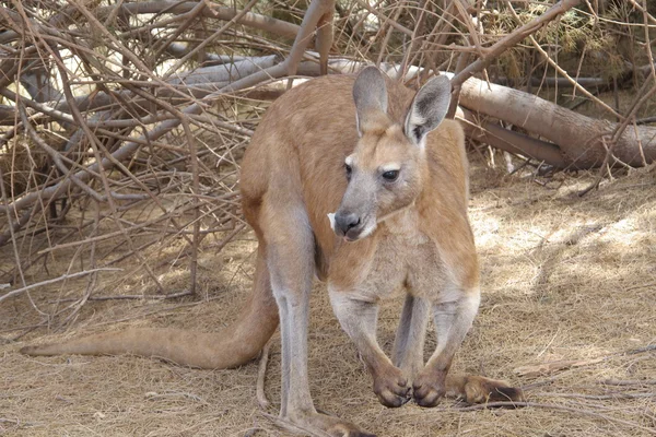 Preguiçoso canguru sentado no outback, austrália — Fotografia de Stock