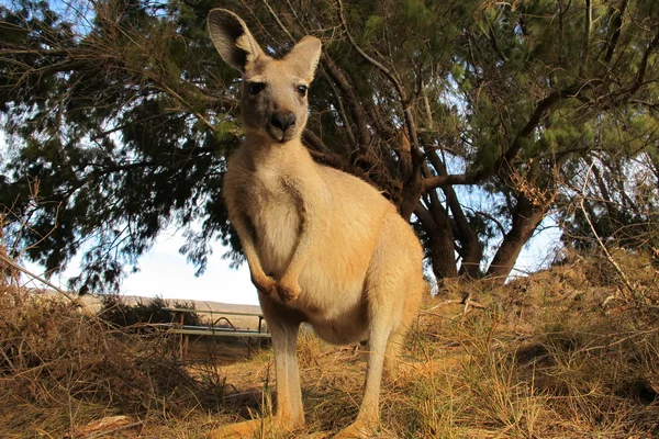 アウトバック、オーストラリアで座っている怠惰なカンガルー — ストック写真