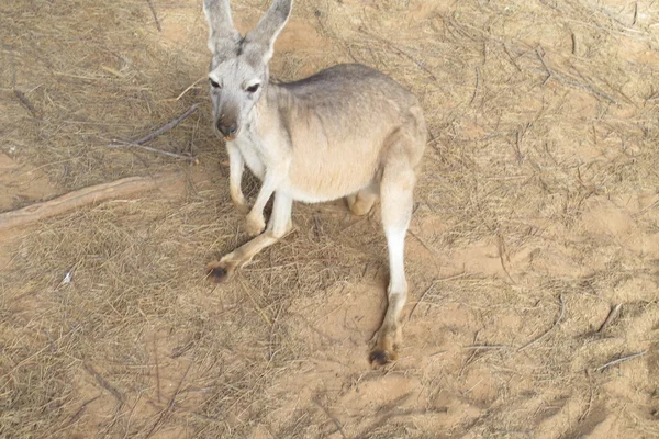 Outback, Avustralya oturan tembel kanguru — Stok fotoğraf