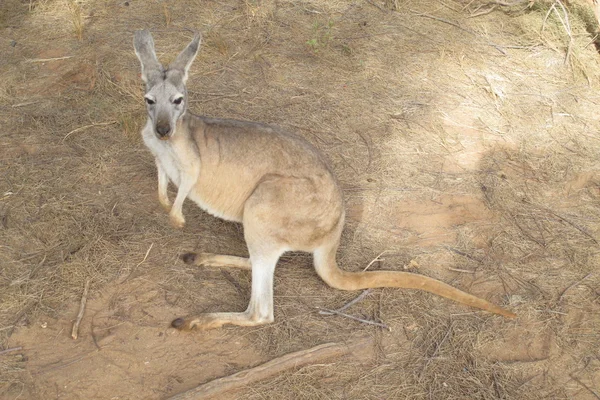 Preguiçoso canguru sentado no outback, austrália — Fotografia de Stock