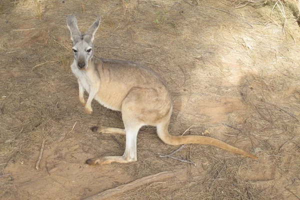 Outback, Avustralya oturan tembel kanguru — Stok fotoğraf