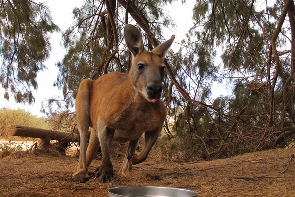 Outback, Avustralya oturan tembel kanguru — Stok fotoğraf