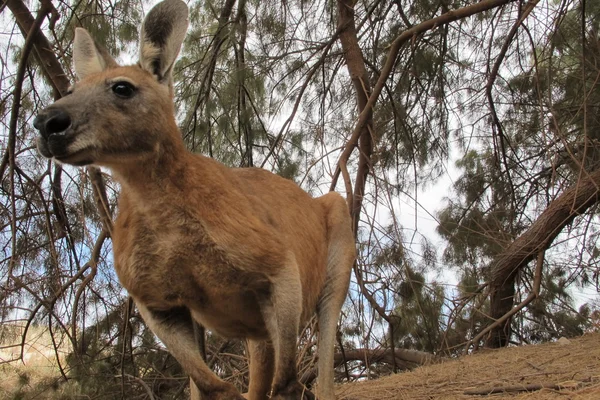 アウトバック、オーストラリアで座っている怠惰なカンガルー — ストック写真