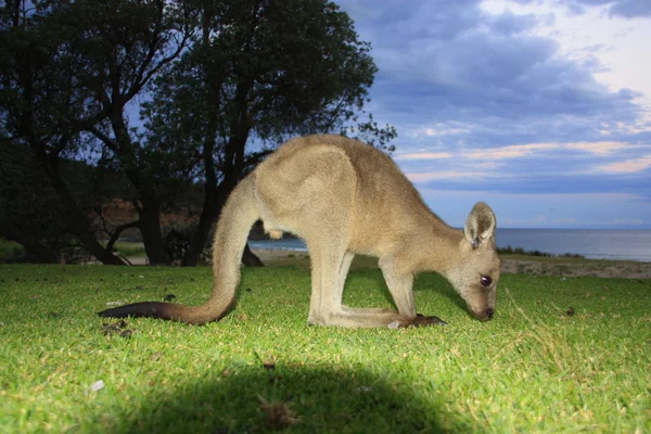 Faules Känguru im Outback, Australien — Stockfoto