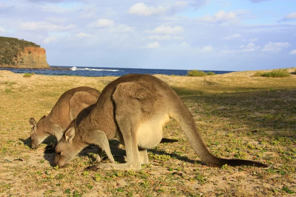 Lusta kenguru ül a vadonban, Ausztrália — Stock Fotó