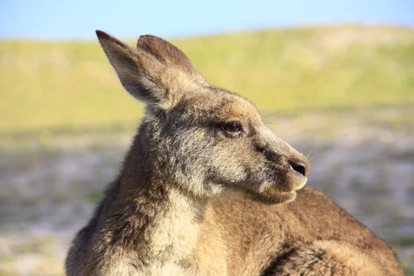 アウトバック、オーストラリアで座っている怠惰なカンガルー — ストック写真