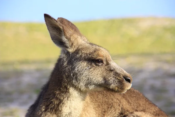 アウトバック、オーストラリアで座っている怠惰なカンガルー — ストック写真