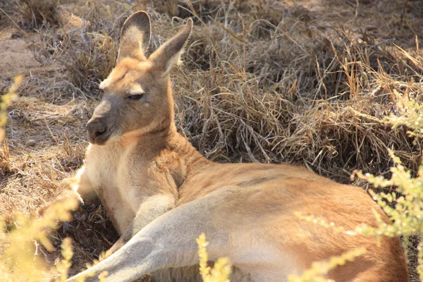 Outback, Avustralya oturan tembel kanguru — Stok fotoğraf