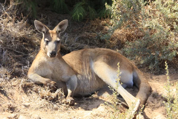 Outback, Avustralya oturan tembel kanguru — Stok fotoğraf