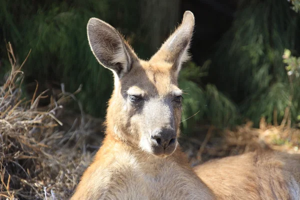 Outback, Avustralya oturan tembel kanguru — Stok fotoğraf