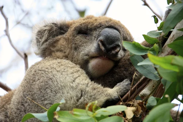Curioso koala, austrália — Fotografia de Stock