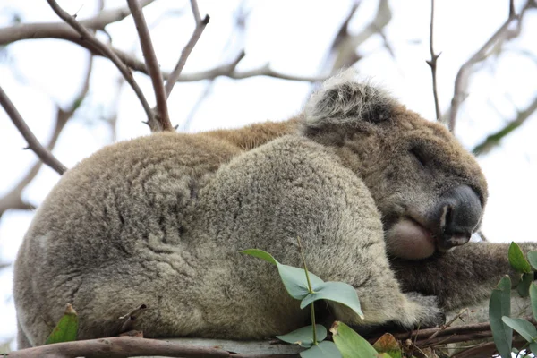 Koala curioso, australia — Foto de Stock