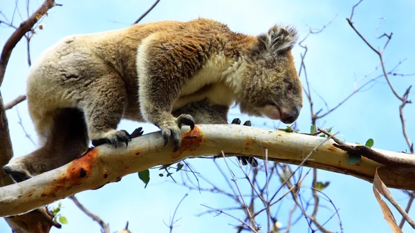 Nieuwsgierig koala, Australië — Stockfoto