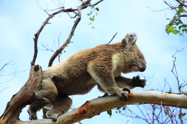 Ciekaw, koala, Wielka Brytania — Zdjęcie stockowe