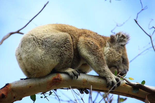 Nieuwsgierig koala, Australië — Stockfoto