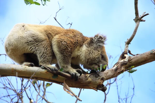 Nieuwsgierig koala, Australië — Stockfoto
