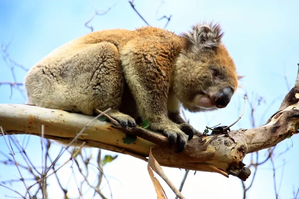 Curieux koala, australie — Photo