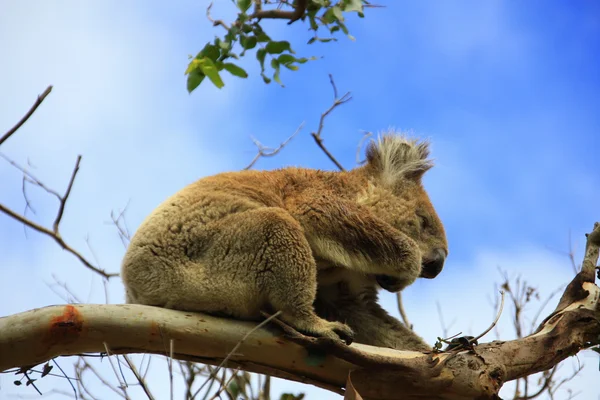 Nieuwsgierig koala, Australië — Stockfoto