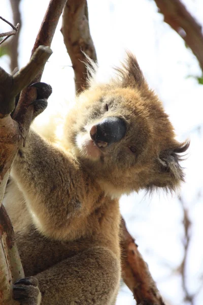 Curieux koala, australie — Photo