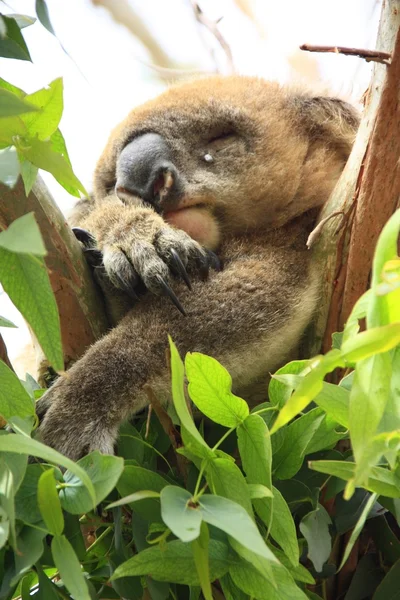 Curieux koala, australie — Photo