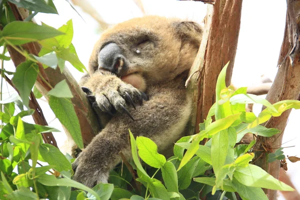 Милая коала, — стоковое фото