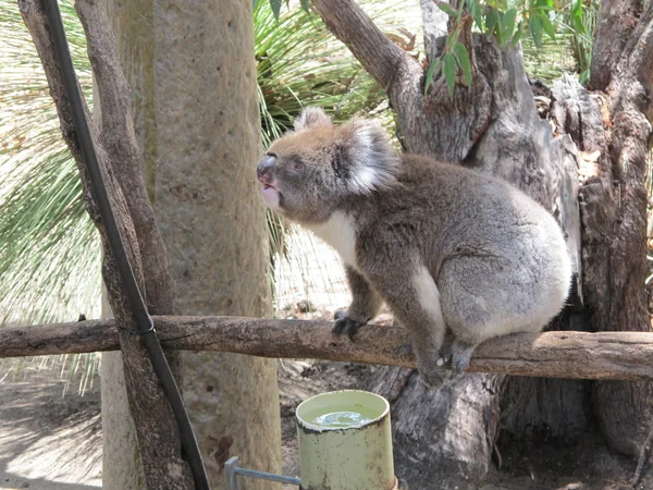 Curioso koala, australia — Foto Stock