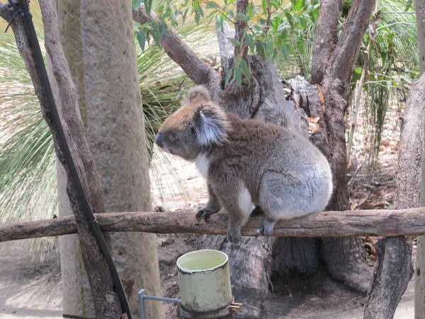 Curioso koala, australia — Foto Stock