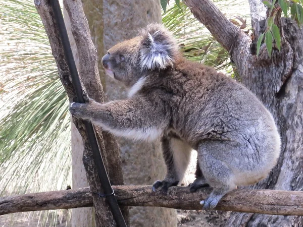 Neugierige Koalas, Australien — Stockfoto