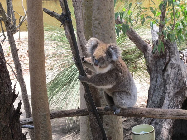 Curioso koala, australia — Foto Stock