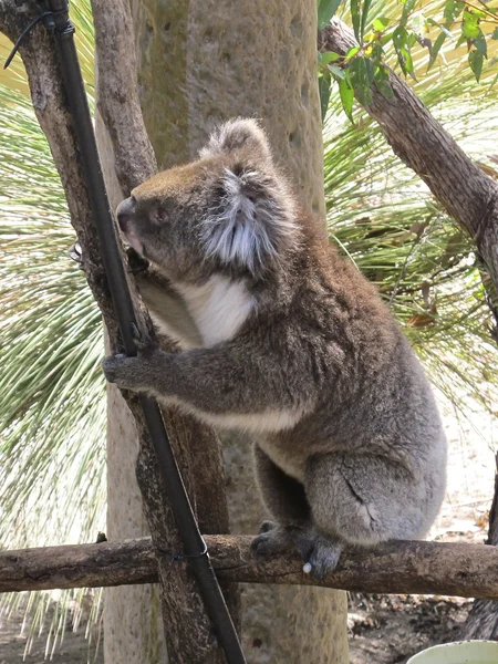 Zvědavý, koala, Austrálie — Stock fotografie