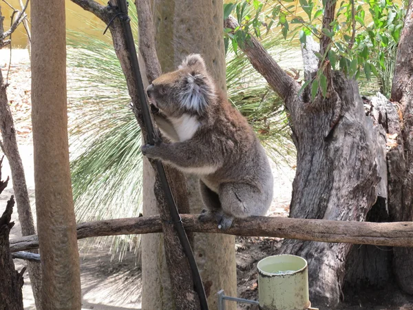 Curioso koala, australia — Foto Stock