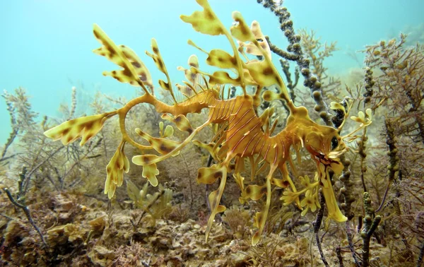 Leafy seadragon, Австралия — стоковое фото