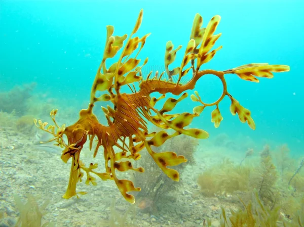 绿叶 seadragon 澳大利亚 — 图库照片