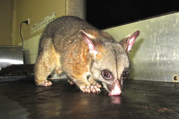 Brush tail possum — Stock Photo, Image