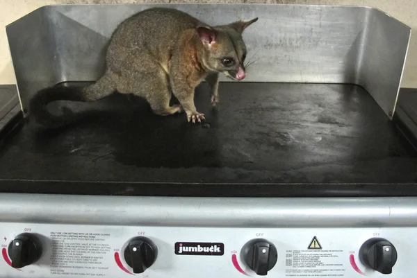 Brush tail possum — Stock Photo, Image