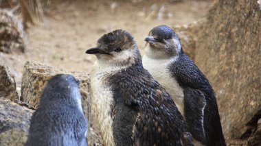 Küçük mavi penguenleri, esaret altında küçük Eudyptula