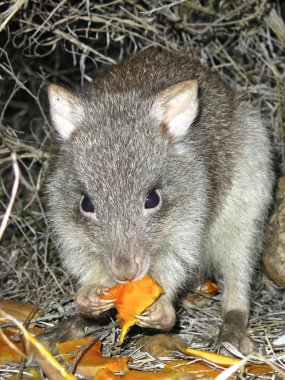 Uzun burunlu Potoroo