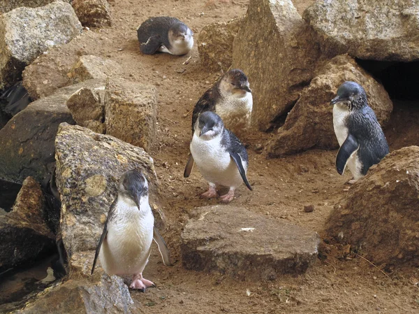 Little Blue Penguins, Eudyptula minor in captivity — Stock Photo, Image