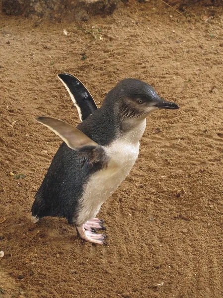 Malý modrý tučňáků, Eudyptula menší v zajetí — Stock fotografie