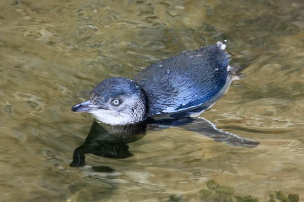 リトル ・ ブルー ・ ペンギン、捕われの身でマイナーな Eudyptula — ストック写真