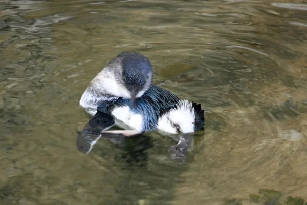 Weinig blauwe pinguïns, Eudyptula minor in gevangenschap — Stockfoto