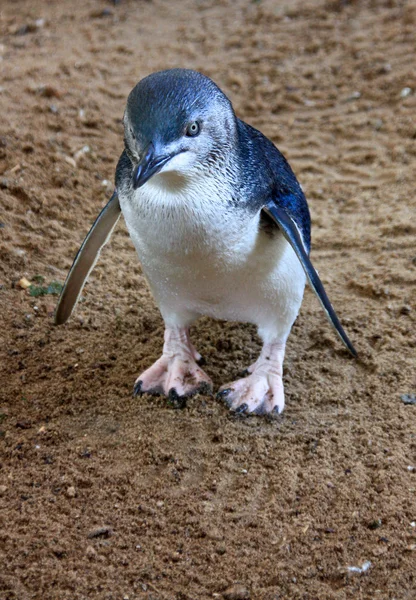 Kleine blaue Pinguine, Eudyptula minor in Gefangenschaft — Stockfoto