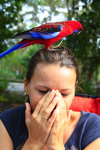 Rainbow lorikeet, Currumbin, Australien — Stockfoto