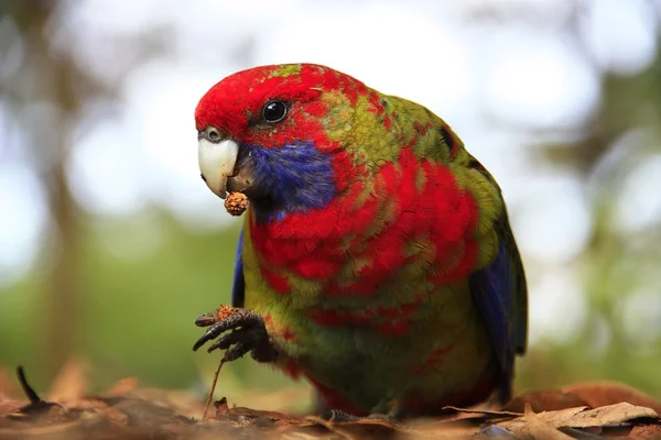 彩虹澳洲鹦鹉，宾澳大利亚 — 图库照片
